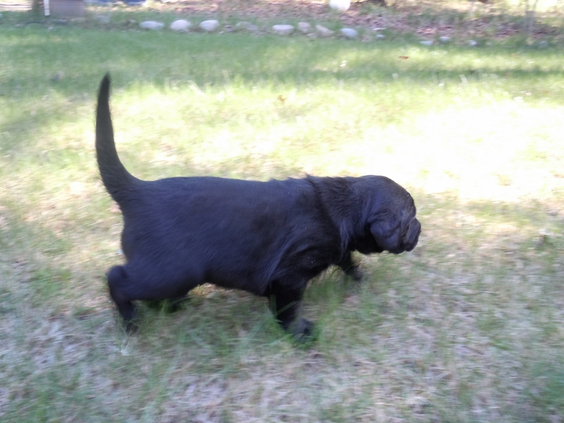 Pigeon River Labrador Puppies